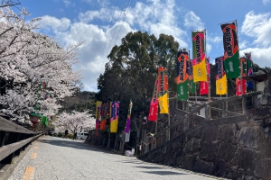 🌸 櫻花開花情況的通知 🌸琴平町公会堂（全體100%盛開狀態）