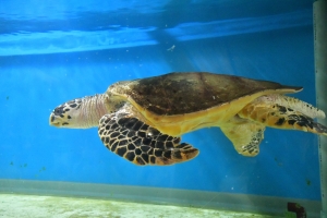 期間限定的「療癒聖地」誕生♪我們去「市場水族館」看看可愛的生物吧🐢✨