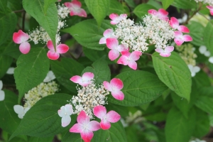 【6月7日～】前往四國最大的紫陽花勝地♪享受色彩繽紛的絕美景色和溫泉之旅！🌸