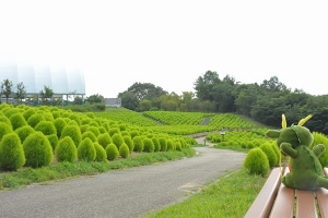 【夏季絕景】在國營讚岐滿濃公園欣賞「夏季掃帚草」！✨