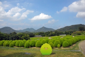 【夏季絕景】在國營讚岐滿濃公園欣賞「夏季掃帚草」！✨