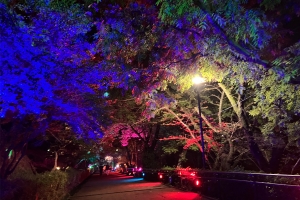 10月4日開幕!丸龜城城堡之路2025-2026 在幻想夜景×溫泉之旅中留下秋天回憶♪