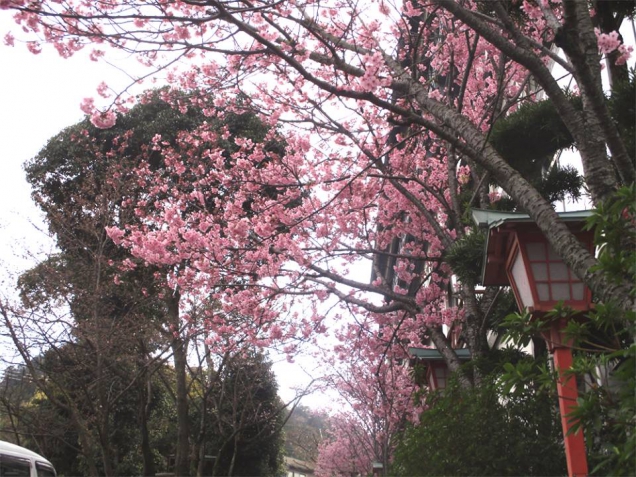 櫻之抄玄關外的櫻花已經盛開囉!!
