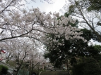 琴平公會堂前的櫻花已進入開花期！！