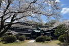 🌸 櫻花開花情況的通知 🌸琴平町公会堂（全體100%盛開狀態）