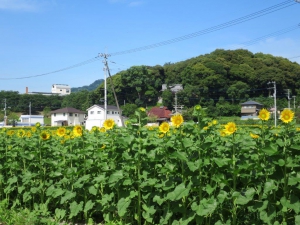 5ヘクタールの広大な畑に、約100万本の「ひまわり」の花が!!