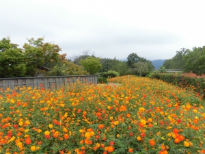 国営讃岐まんのう公園でキバナコスモスが見頃♪~秋！色どりフェスタ