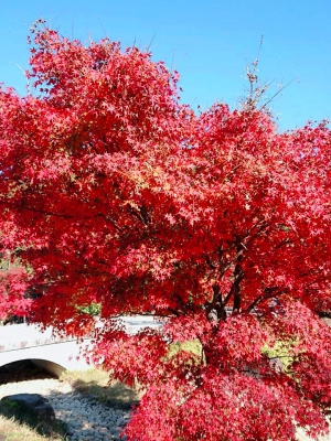 香川用水記念公園に色づく紅葉たち