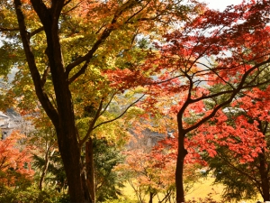 【三豊市の紅葉の名所】宝光寺