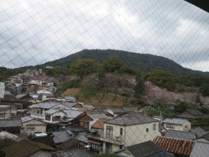 新しくオープンする温泉露天風呂付き客室から桜の眺望♪