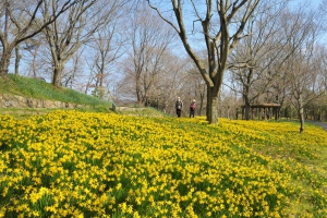 【国営讃岐まんのう公園・春らんまんフェスタ】3/19～5/8　春のフラワーリレーを満喫♪