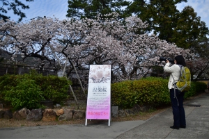 【総本山善通寺】「涅槃桜」が境内で甘い香りを漂わせています