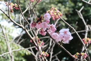 春の訪れを感じさせてくれる【陽光桜】咲き始めました