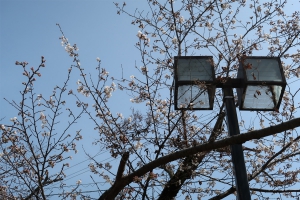 【桜開花情報②】陽光桜（五部咲き）、公会堂桜（咲き始め）～3月25日現在