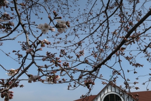 【春の訪れ】JR琴平駅の桜★咲き始めました～夜桜も楽しめます