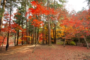 【紅葉スポット】金刀比羅宮★奥社道・白峰神社周辺や裏参道全域の紅葉が素敵♪