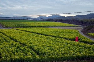 【まんのう町】広大な畑一面の菜の花が見頃♪　※