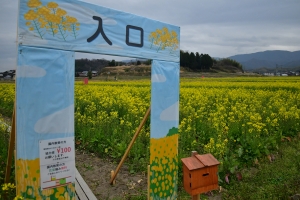 【まんのう町】広大な畑一面の菜の花が見頃♪　※