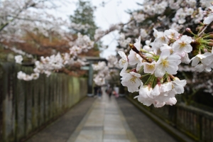 【桜開花速報③】金刀比羅宮・大門