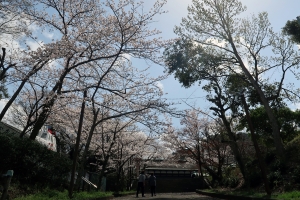 【公会堂・金刀比羅宮】桜の花がお楽しみいただけています。