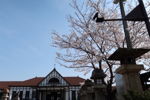 【JR琴平駅】桜が見頃を迎えています。　※4月1日～9日限定 駅舎ブルーライトアップ♪