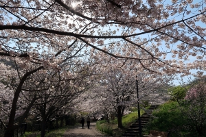 【善通寺五岳の里　市民集いの丘公園】春らんまん★桜・ネモフィラ・チューリップが見頃♪