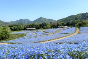 【国営讃岐まんのう公園】春らんまんフェスタ★55万本のネモフィラが見頃♪　　※桜の抄GW空室状況のご案内