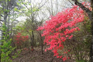 【国営讃岐まんのう公園】春らんまんフェスタ★55万本のネモフィラが見頃♪　　※桜の抄GW空室状況のご案内