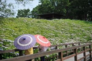 【国営讃岐まんのう公園】あじさいまつり★初夏の風物詩40品種2万本のアジサイを堪能♪