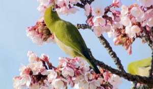 【丸亀市・福成寺】早咲きの寒桜が見頃♪メジロも飛びかっています。