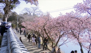 【丸亀市・福成寺】早咲きの寒桜が見頃♪メジロも飛びかっています。