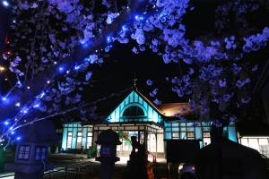 【JR琴平駅】4/8まで駅舎ブルーライトアップ中！　琴平の桜も見頃♪