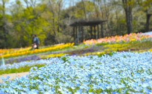 【国営讃岐まんのう公園】チューリップやネモフィラも間もなく見頃♪5/12まで「春らんまんフェスタ」開催中！