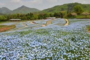 【国営讃岐まんのう公園】48万本のネモフィラやチューリップが見頃♪　★GWの空室状況