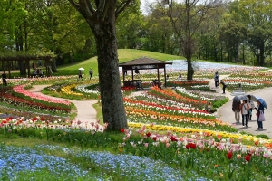 【国営讃岐まんのう公園】48万本のネモフィラやチューリップが見頃♪　★GWの空室状況