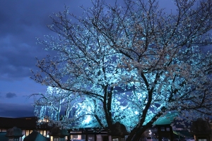 【期間限定】JR琴平駅がブルーに染まる幻想的な夜♪夜桜とのコラボも必見！