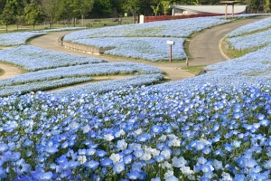 春のおでかけにおすすめ♪ 国営讃岐まんのう公園「春らんまんフェスタ」開催中！（～5月11日まで）
