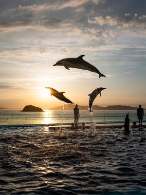 ＼「四国水族館」の入館割引チケット、桜の抄でも販売中🐬✨／