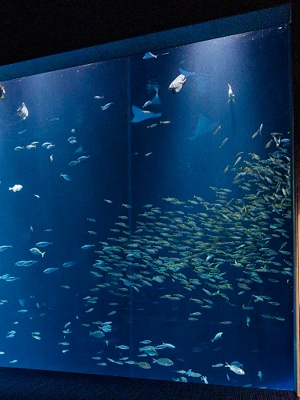 ＼「四国水族館」の入館割引チケット、桜の抄でも販売中🐬✨／