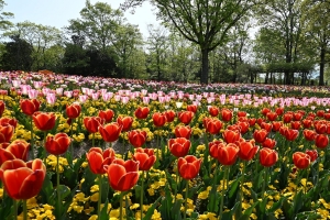 桜の抄ご宿泊者様へ贈る花便り！GWはまんのう公園で感動の春の花々に出会う旅🌷