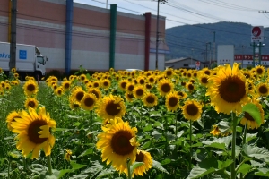 ＼夏の風物詩🌻まんのう町のひまわりが一足早く見頃に！／