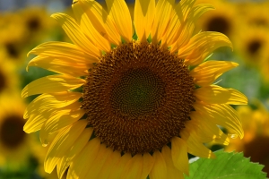 ＼夏の風物詩🌻まんのう町のひまわりが一足早く見頃に！／