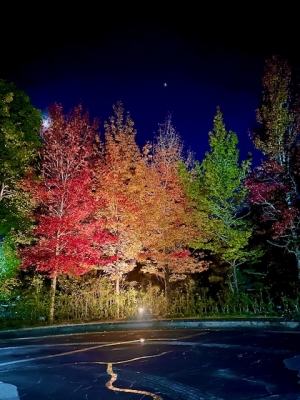 【香川用水記念公園】秋夜にきらめく紅葉ライトアップ🍁～秋の絶景旅～