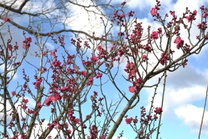【早春のおでかけ案内】やわらかな春の兆しを訪ねて｜国営讃岐まんのう公園