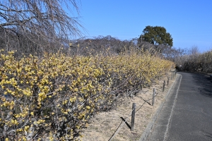 【早春の香りに包まれて】さぬきフラワーガーデン ロウバイ&梅が見頃です♪