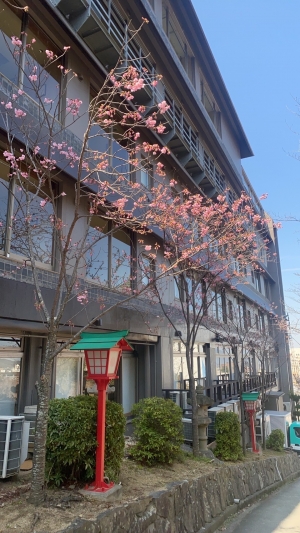 湯上がりにほっと一息🌸陽光桜が咲き始めました♪