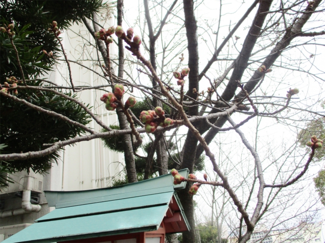 桜の蕾発見！