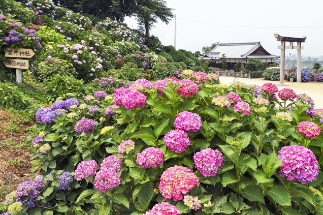 粟井あじさい祭り