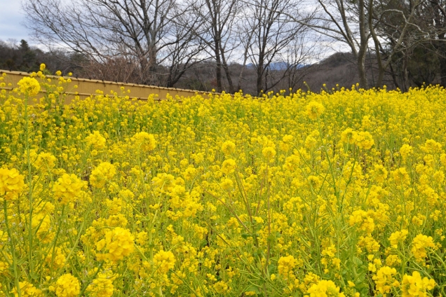 【国営讃岐まんのう公園】春を感じさせてくれるナノハナが見頃♪