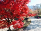 香川用水記念公園に色づく紅葉たち